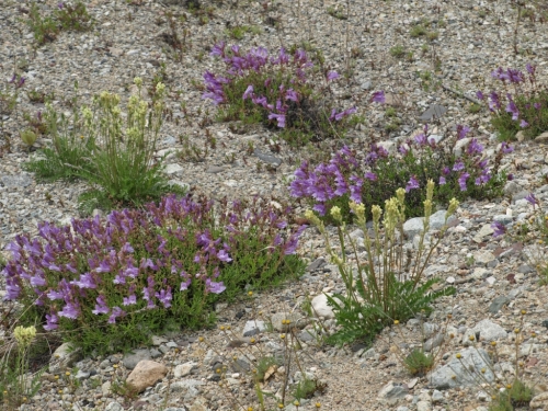 Growing in a roadside gravel pit, Highland Valley Copper Mine, Ashcroft, B.C. - June 8, 2014. A few miles west, the roadside display was even more spectacular - a veritable carpet of purple under the pine trees on both sides of the road. 