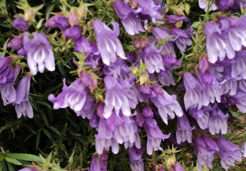 Shrubby Penstemon - Penstemon fruticosus var. scouleri - low clumps of large, light purple blooms are locally abundant throughout the Cariboo-Chilcotin on rocky cliffs and steep, gravelly, roadside cutbanks in mid-spring. This photo was taken near Soda Creek, B.C., May 23, 2010.