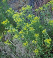 The mystery plant, showing cloudy yellow blooms, silver seedpods and a sturdy, tufting habit. Obviously a survivor, as it was happily growing among grasses and on the steep and eroding hillside. Wildflower, or another garden escapee?