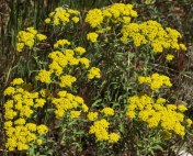 Alyssum murale showing clump-forming habit and umbel arrangement of the flowers. Summerland, June 7, 2014.