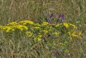 Alyssum murale naturalized among native grasses and cow vetch (Vicia cracca), fringes of the Summerland Ornamental Gardens, June 7, 2014.