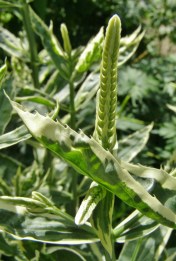physostegia foliage detail variegata august 2011