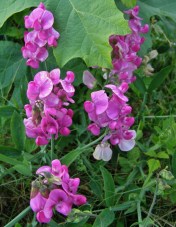 Perennial Sweet Pea - Lathyrus latifolius - naturalized at Pitt Lake, near Maple Ridge, B.C., August 2011.