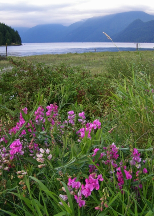 Lathyrus latifolius naturalized along the shoreline roadway at Pitt Lake, near Maple Ridge, B.C. August, 2011.