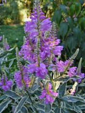 physostegia variegate fall 2011