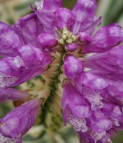 physostegia variegate close up 2 oct 2012