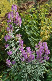 physostegia variegate sept 2011