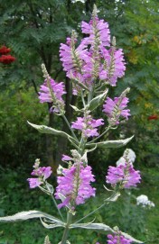 physostegia variegata close up 2 sept oct 2011