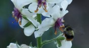 An early-foraging bee visits Moth Mullein just before sunrise. Hill Farm, July 14, 2014. (All of the Verbascum family are veritable bee magnets.)
