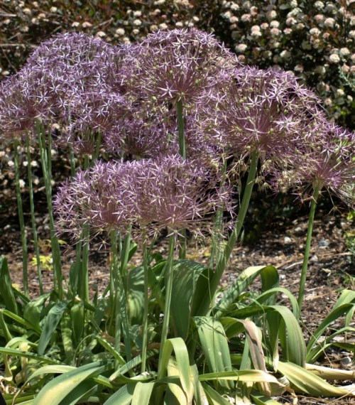 A flourishing colony of Star-of-Persia in the Summerland Ornamental Garden. June, 2014. Image: HFN