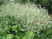 Giant Crambe - Crambe cordifolia - a Hill Farm plant growing in our good friend Ellen's Soda Creek, B.C. garden - July 2008. Image: HFN