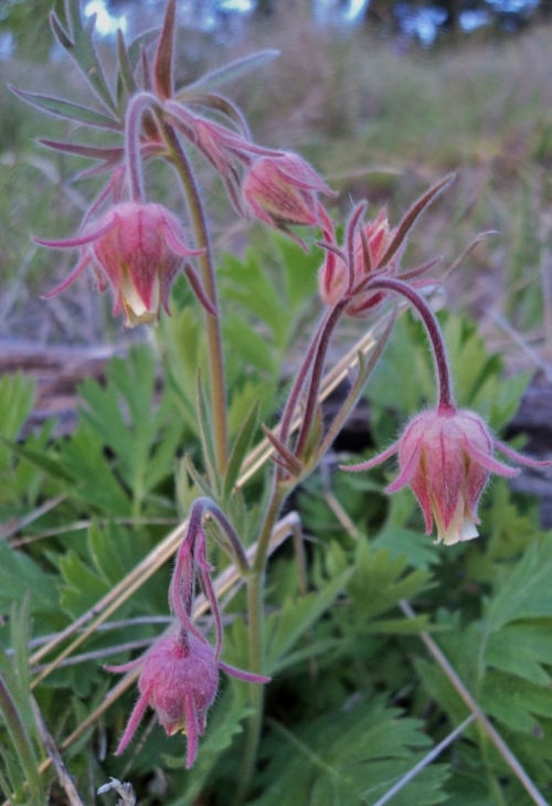 Geum triflorum - flower details. Macalister, B.C., May 2010. Image: HFN