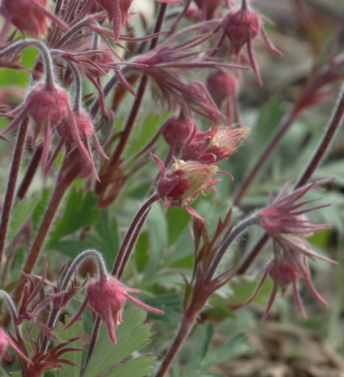 After pollination, the feathery seed heads start to expand. Prince George, May 2014. Image: HFN