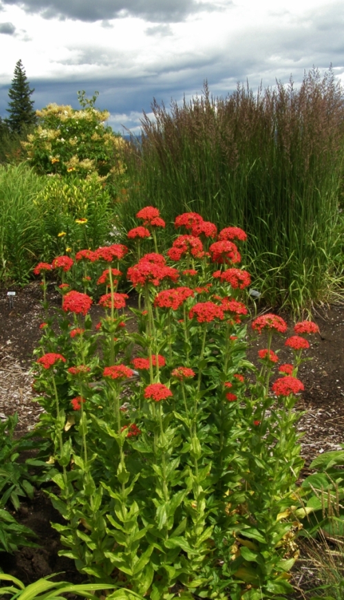 Lychnis chalcedonica in a contemporary garden setting, in te perennial border at the University of Northern British Columbia in Prince George, July 2013. Image: UFN