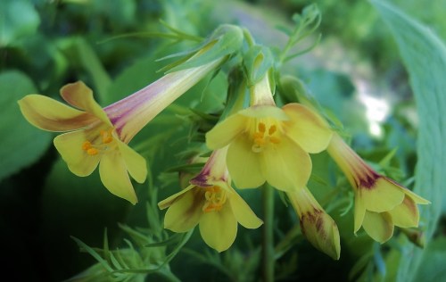 Polemonium pauciflorum - Yellow Jacob's Ladder - Hill Farm, June 2011. Image: HFN