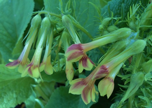 This plant's membership in the Phlox Family is very evident from the appearance of the tightly furled buds - something I hadn't really noticed regarding other species. Image: HFN