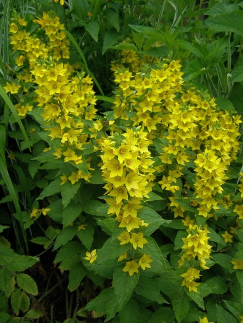 Lysimachia punctata - Dotted Loosestrife - July 2011 - Hill Farm. Image: HFN