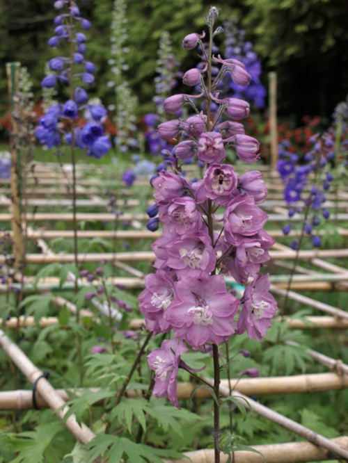 A plot of seedling 'New Millenium' Delphiniums at Van Dusen Garden in Vancouver, B.C. - October 2014. The young plants frequently put out bloom in the autumn of their first year, a teasing foretaste of the glories to come when they reach full maturity. Note the bamboo grid arrangement, for support of the heavy bloom stems. Image: HFN