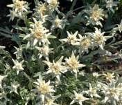 Leontopodium alpinum - Alpine Edelweiss - Williams Lake, July 2014. Image: HFN