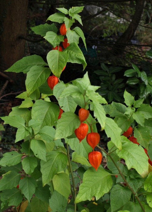 Physalis franchetii - Chinese Lanterns - Vancouver, B.C., October 2014. Image: HFN