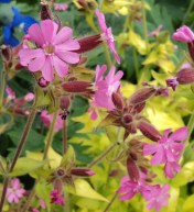 Slene dioica aurea - Ray's Golden Campion. Hill Farm, June 2012.