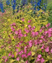Blooming at the same time as delphiniums, Ray's Golden Campion is a eye-catching contrast plant and makes a grand foreground companion to the cobalts, azures, and sky blues of its garden neighbour. Hill Farm, July 2012.