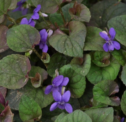 Another look at this pretty plant - "Labrador Violet" - May 2014. Image: HFN