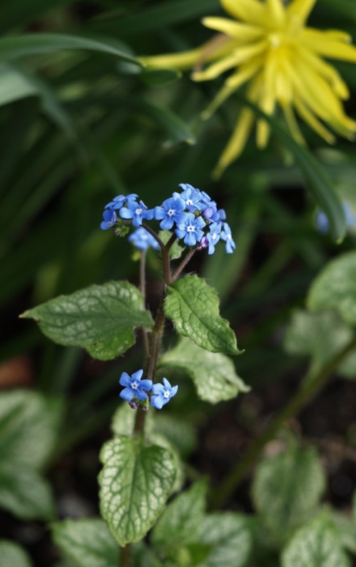 A silvery-variegated cultivar of Brunnera macrophylla pairs up with species daffodils at Van Dusen Garden in Vancouver, B.C. - April 2014. Image: HFN