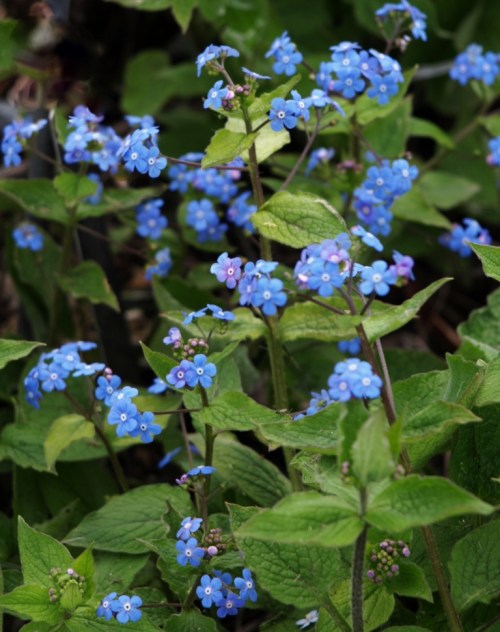 Brunnera macrophylla - Vancouver, B.C. - April 2014. Image: HFN