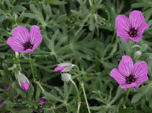 Geranium argenteum - Universtity of Northern British Columbia alpine garden, Prince George, B.C., July 2014. Image: HFN