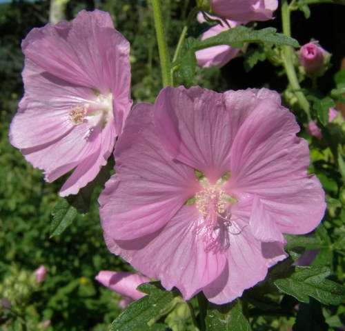 Malva moschata 'rosea' 'Rose Perfection' Musk Mallow - Hill Farm, July 2013. Image: HFN
