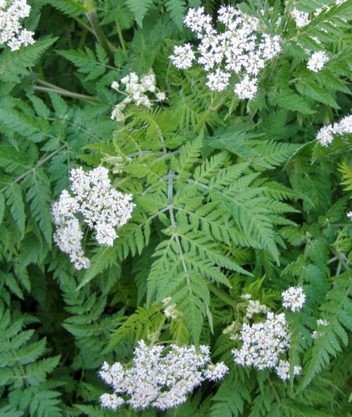 Myrrhis odorata - Sweet Cicely - Hill Farm - June 2013. Image: HFN