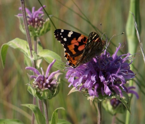 Monarda fistulosa - bee balm with a butterfly visitor - July 2014 - Soda Creek, B.C. Image: HFN