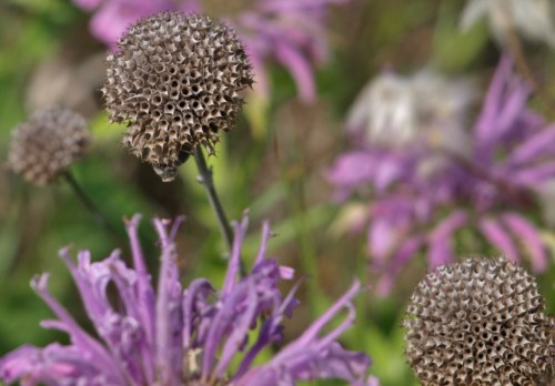 Last year's seed heads are an interesting architectural feature of this wild clump. Note the geometric precision of the assembly of tiny seed cups. Image: HFN