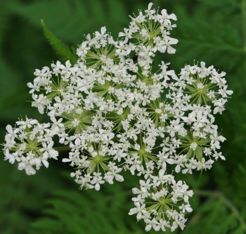 The lacy flowers of Sweet Cicely are highly attractive to pollinating insects of all sorts. Hill Farm, May 2013. Image: HFN