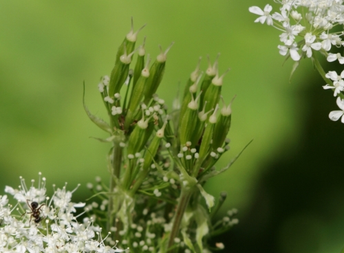 Sweet Cicely seed cluster - Hill Farm, May 2014. Image: HFN
