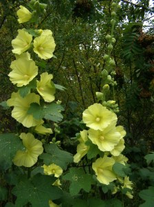 Alcea rugosa - Russian Yellow Hollyhock. Macalister, B.C. August 2010. Image: HFN