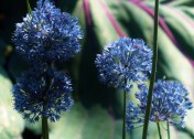 allium azureum