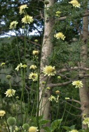Cephalaria habit hill farm, July 2, 2014. Image: HFN