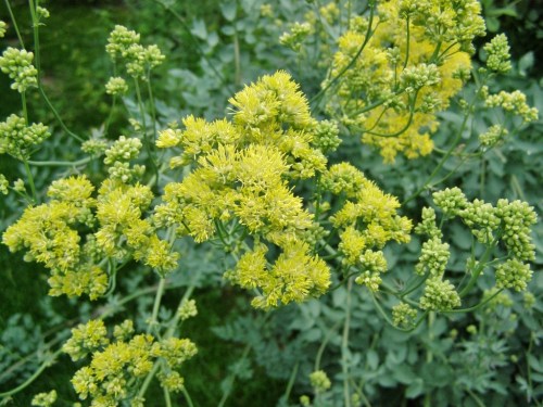 Thalictrum flavum ssp. glaucum. Pale Yellow Meadow-Rue. Fill Farm, July 15, 2011. Image: HFN