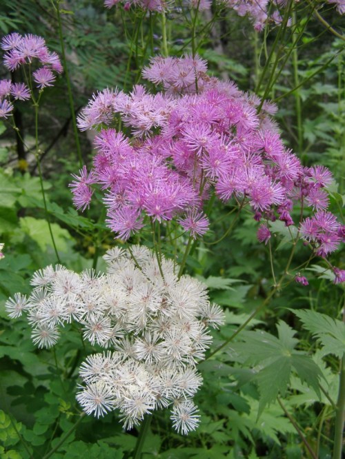 Columbine-Leaved Meadow Rue - Thalictrum aquilegifolium. Hill Farm, July 2014. Image: HFN