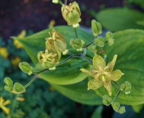 Tricyrtis latifolia Hill Farm, August 2015. Image: HFN