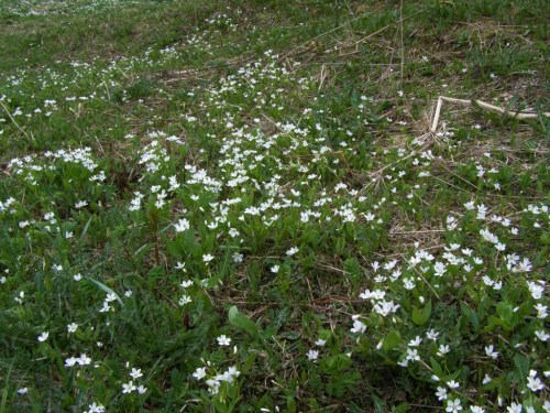 Claytonia lanceolata in a wet meadow, near WElls, B.C. May 20, 2015. Image: HFN 
