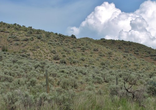 Lewisia rediviva habitat west of ashcroft may 2014 Image: HFN