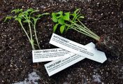 tomato transplants arcadia borealis hfn 2021 april 3 insta (2) comp wp