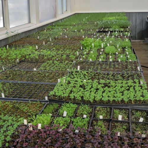 seedlings greenhouse 1 mid march 2022