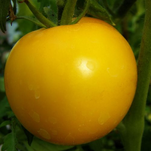 tomatoes macalister arcadia 111 (2) comp
