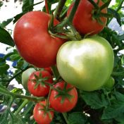 tomatoes macalister arcadia august 2022 111 (2) comp