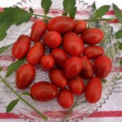 tomatoes macalister arcadia august 2022 121 (2) comp