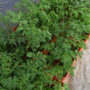 seedy saturday 2022 tomatoes